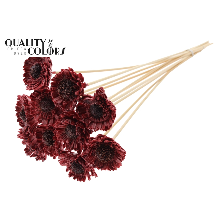 <h4>Shola Daisy Sunflower 6cm on stem Wax Burgundy</h4>