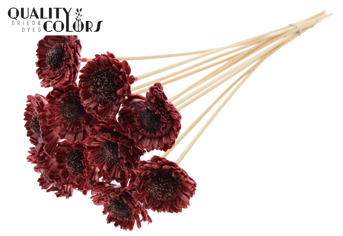 <h4>Shola Daisy Sunflower 6cm on stem Wax Burgundy</h4>