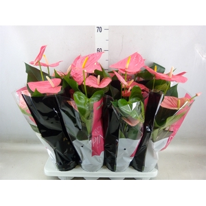 Anthurium andr. 'Colorado'