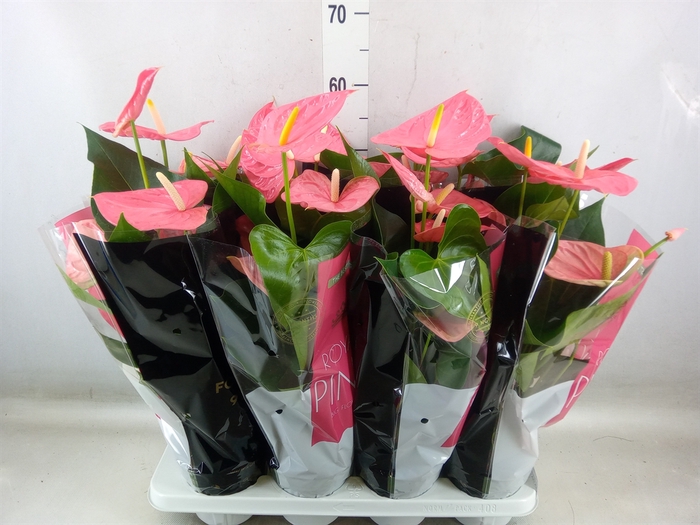 <h4>Anthurium andr. 'Colorado'</h4>