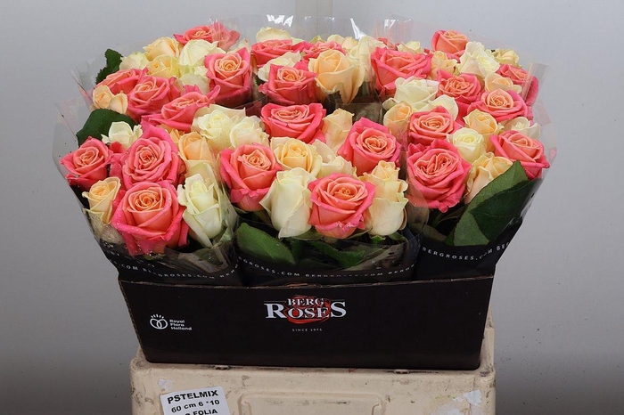 <h4>R Gr Avalan Gem Bs</h4>