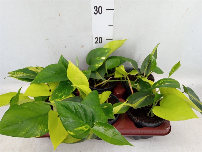 <h4>Epipremnum pinn.   ...mix in pot</h4>