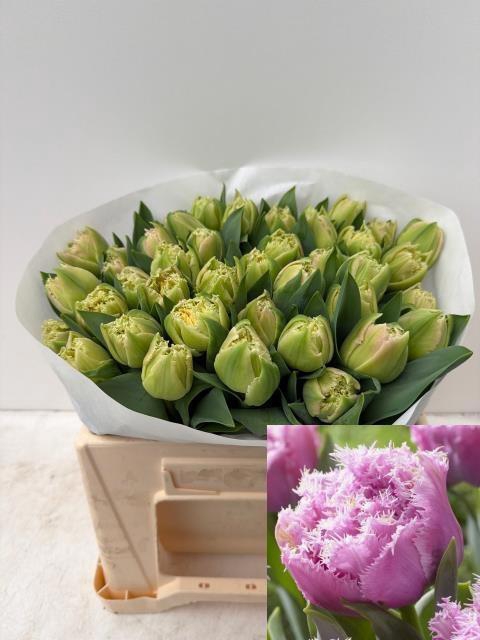 <h4>TULPEN GEFRANST</h4>