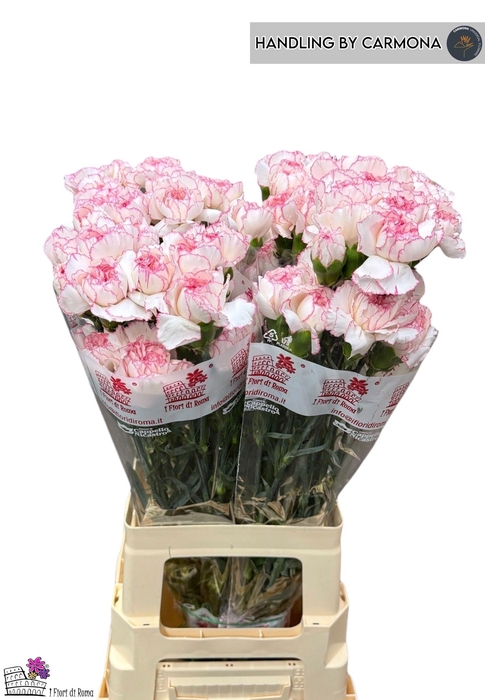 <h4>DI ST PASTEL DAMASCU</h4>