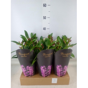 Dendrobium nob. 'Bouquet Prpl Rain'