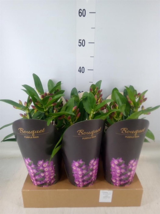 <h4>Dendrobium nob. 'Bouquet Prpl Rain'</h4>