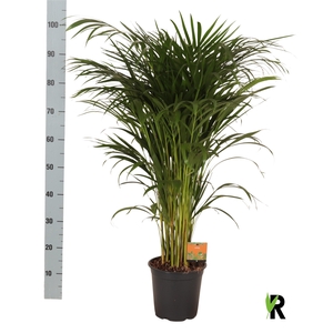 DYPSIS LUTESCENS
