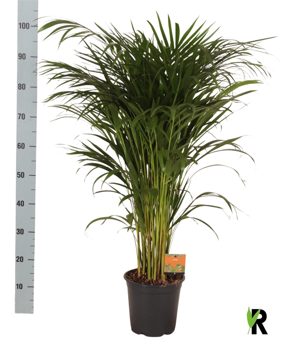 <h4>DYPSIS LUTESCENS</h4>