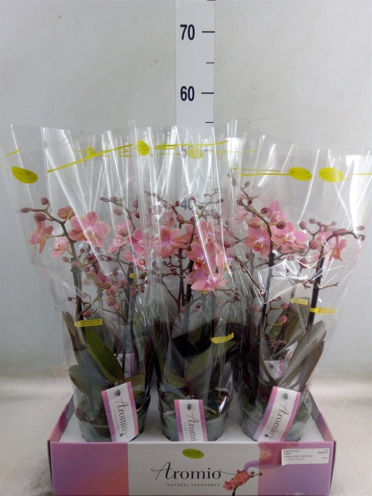 <h4>Phalaenopsis multi.   ...orange</h4>