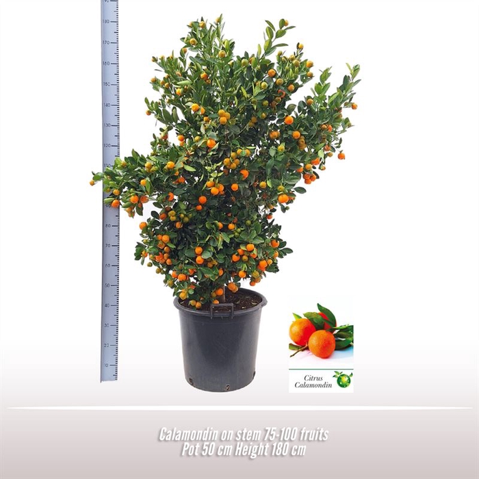 <h4>Calamondin op stam</h4>