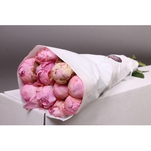 Paeonia Pillow Talk | Heavy Quality