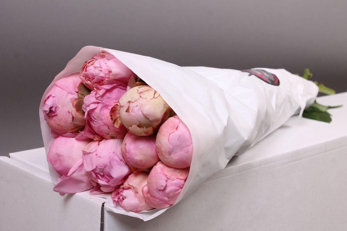 <h4>Paeonia Pillow Talk | Heavy Quality</h4>