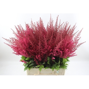 ASTIL AR PAUL GAARDE