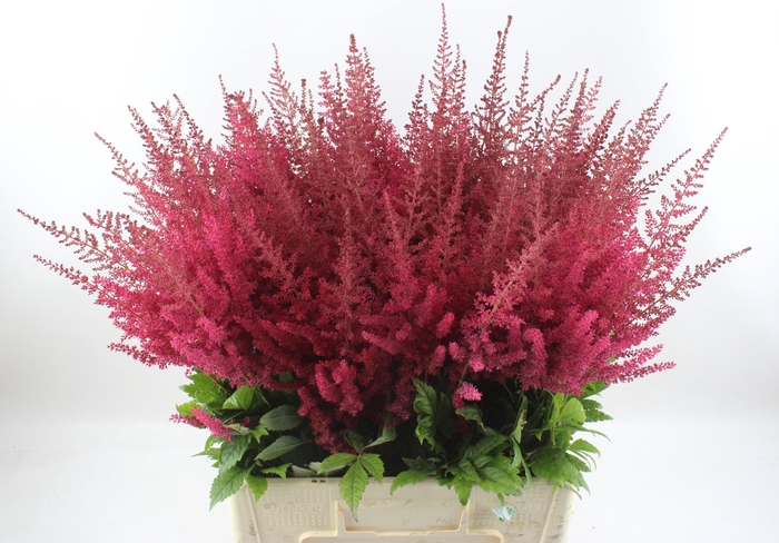 <h4>ASTIL AR PAUL GAARDE</h4>