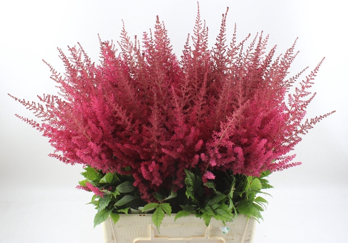 <h4>ASTIL AR PAUL GAARDE</h4>