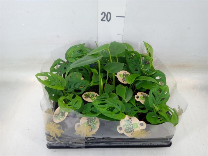 <h4>Monstera ...</h4>