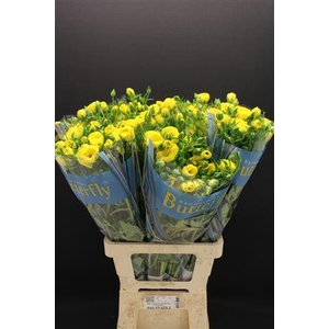 Ran Butterfly Phytalos 70cm