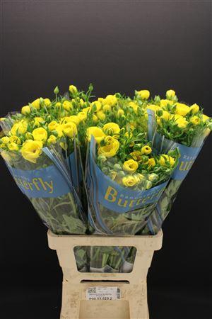 <h4>Ran Butterfly Phytalos 70cm</h4>