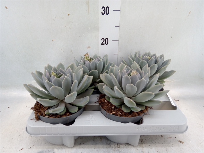 <h4>Pachyphytum  'Draco'</h4>