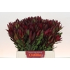 Leucadendron Saf Sunset Dark Red