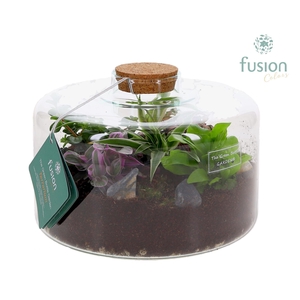 Green Bottle Kyra Large met Terrarium arrangement