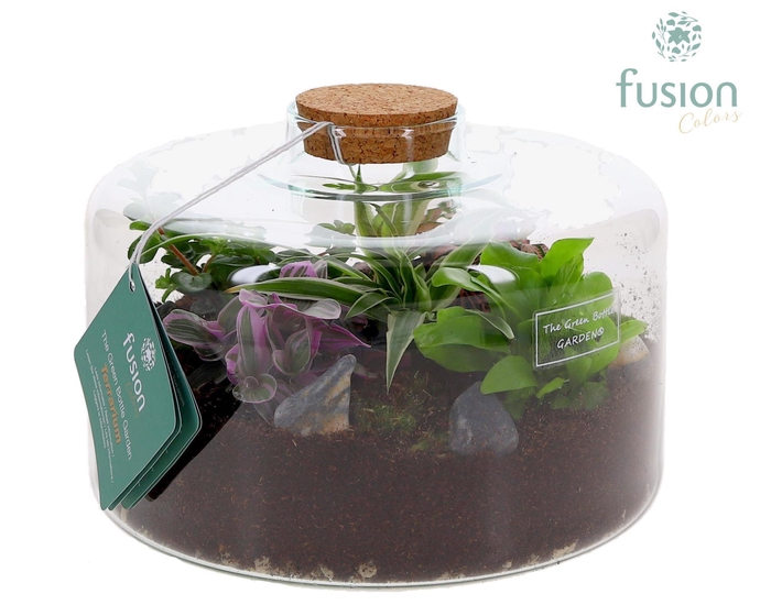 <h4>Green Bottle Kyra Large met Terrarium arrangement</h4>