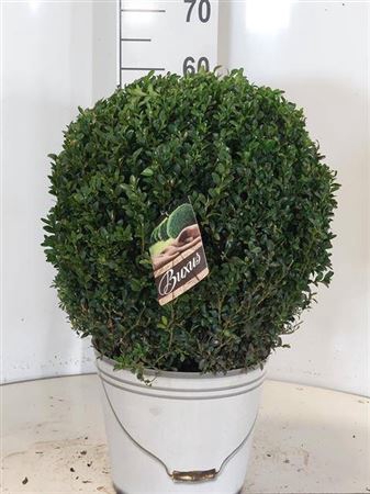 <h4>Buxu Sempervirens 37,5 Diam.</h4>