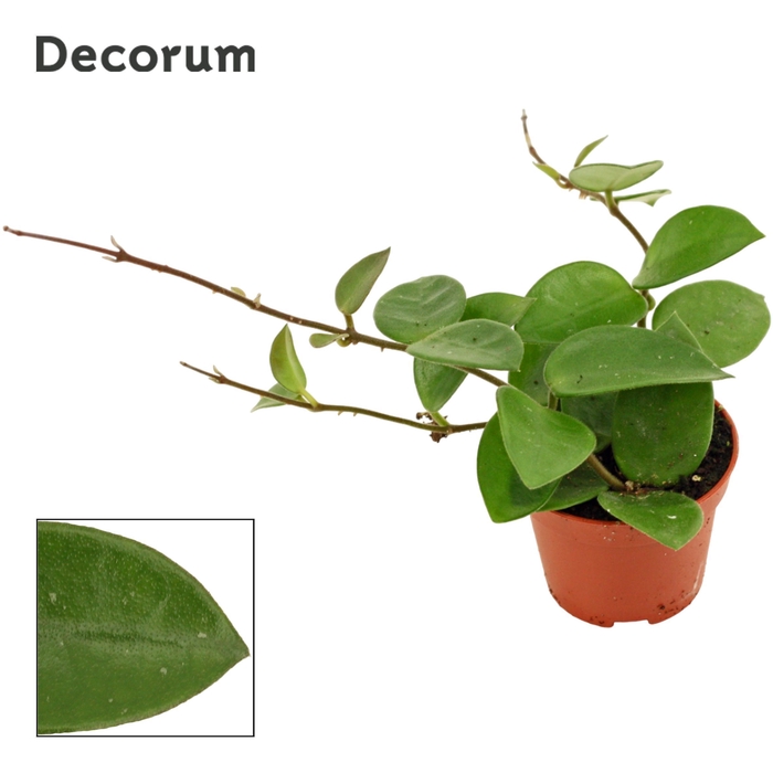 <h4>Hoya 6 cm CV Chouke Decorum</h4>