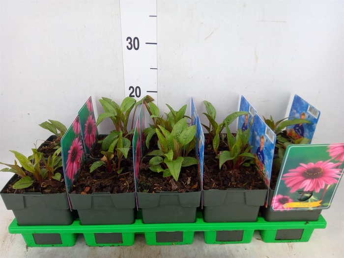 <h4>Echinacea purp.</h4>