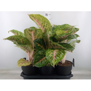 Aglaonema  'Spring Red'