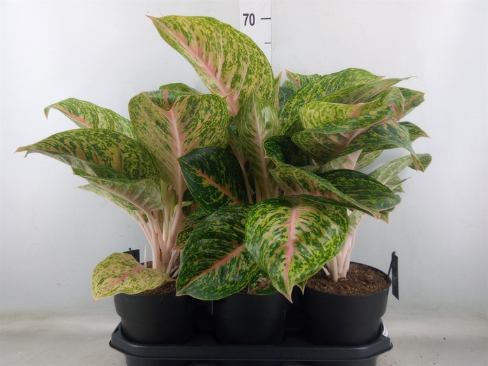 <h4>Aglaonema  'Spring Red'</h4>