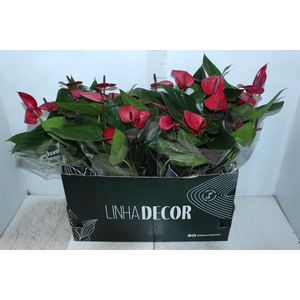 ANTHURIUM ANOUK P15