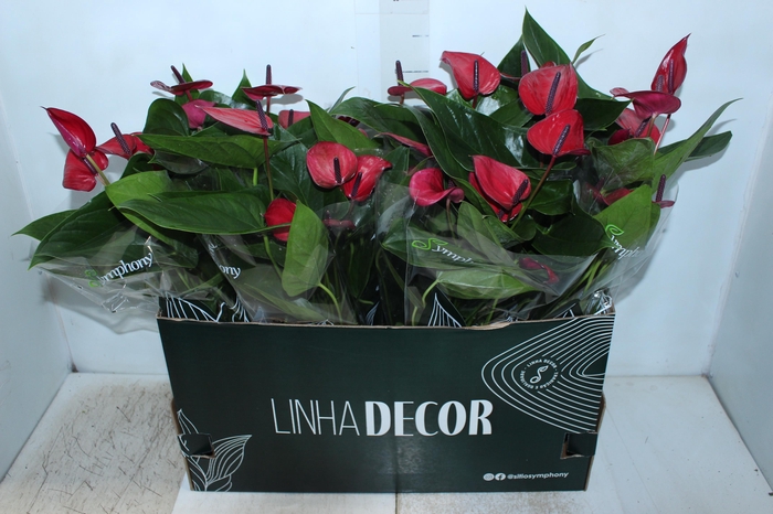 <h4>ANTHURIUM ANOUK P15</h4>