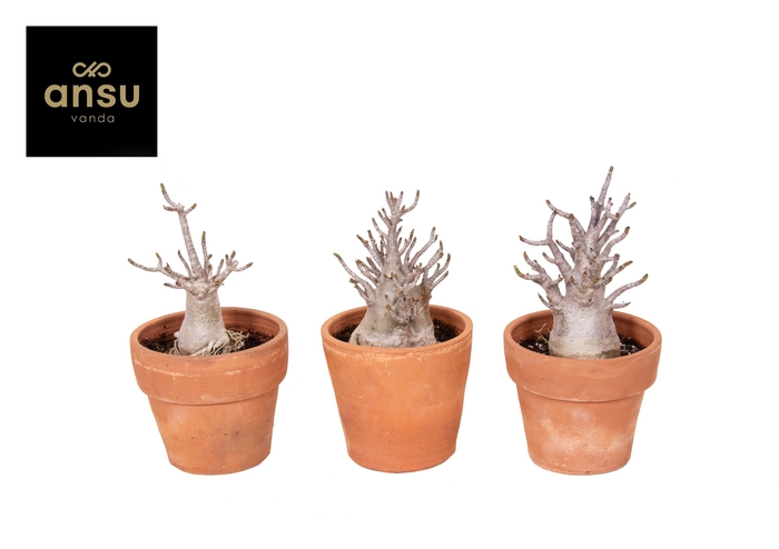 <h4>Adenium Baobab Keramiek Terracotta</h4>