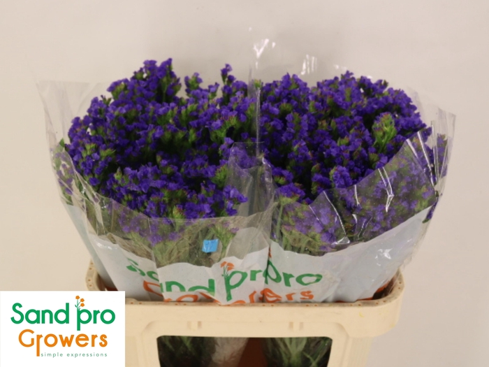 <h4>LIM S PIPPA WINGS</h4>