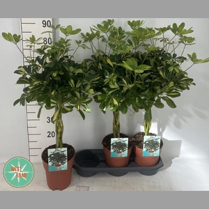 SCHEF AR GOLD CAPELL