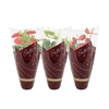 Anthurium 14 cm 3 color mix - Diamond Hoes