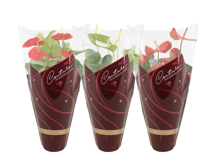 Anthurium 14 cm 3 color mix - Diamond Hoes