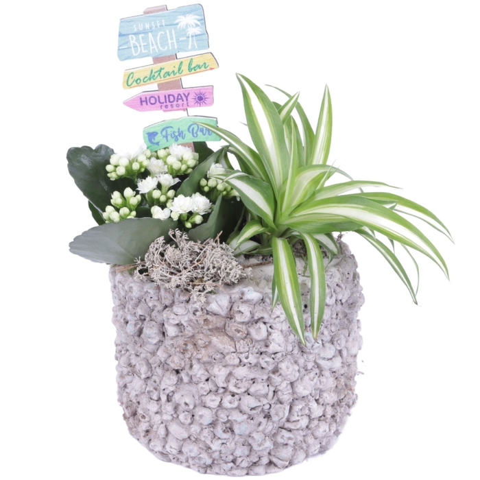 <h4>Opm Maritime Arr. Indoor Ceramic Pot Round Barnacl</h4>