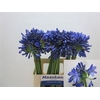 Agapanthus Intermedia