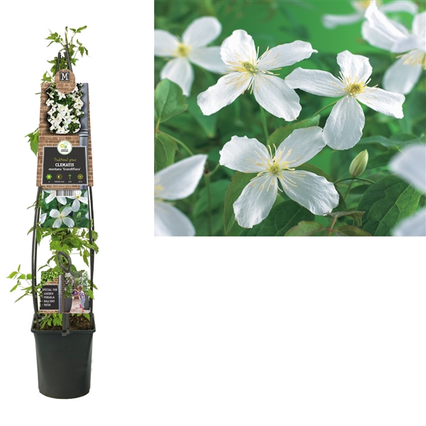 <h4>Clematis montana 'Grandiflora' +3.0 label</h4>