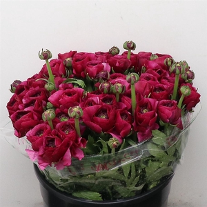 Ran Su Sr Cherry Purple Extra