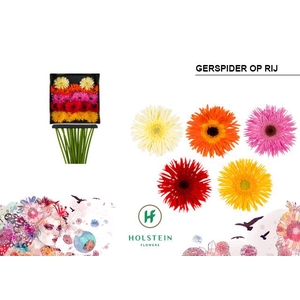 Germini Spider Mix Spider Diamond per kaart