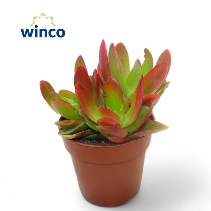 <h4>Crassula Capitella Campfire (red)</h4>