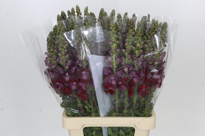 <h4>ANTIR POTO RED</h4>