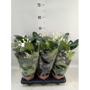 Stephanotis floribunda   ...