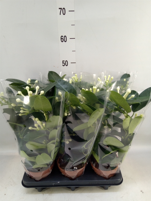 <h4>Stephanotis floribunda   ...</h4>