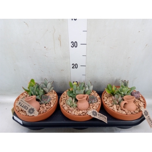 Arr.  Succulents L%