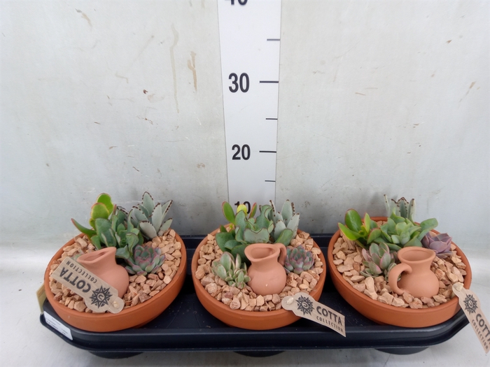 <h4>Arr.  Succulents L%</h4>