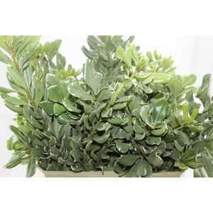 FOLHAGEM PITOSPORO VARIEGATO 050 CM